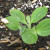 Notice seed case on the leaf of the bush squash! Notice seed case on the leaf of the bush squash!