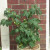 Growing like a weed--but it is a tomato with LOTS of little green globes that will soon be turning red! Growing like a weed--but it is a tomato with LOTS of little green globes that will soon be turning red!
