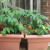 I have been looking for cages for these tomatoes. My husband and I are not agreeing on what to use. I want to use bamboo and make a teepee shaped cage. He wants to add more wooden strips similar to the supports in the back of the pots. I have been looking for cages for these tomatoes. My husband and I are not agreeing on what to use. I want to use bamboo and make a teepee shaped cage. He wants to add more wooden strips similar to the supports in the back of the pots.