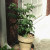 This patio tomato keeps getting more little globes of green. See the closeup photos below. This patio tomato keeps getting more little globes of green. See the closeup photos below.