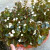 Original planter of begonias--begonias are great to grow inside, too. Original planter of begonias--begonias are great to grow inside, too.