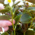 Terminal (tip) stem Terminal (tip) stem