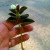 Stem for rooting Stem for rooting