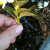Stick stem into soil (might need to poke a hole in earth with finger) Stick stem into soil (might need to poke a hole in earth with finger)
