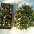 Rootings and mother plant Rootings and mother plant