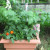 This week the tomatoes did not get as much sun. I had to move the pots away from the house because of the roofing project. This week the tomatoes did not get as much sun. I had to move the pots away from the house because of the roofing project.