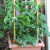 I am really pleased with the bamboo. I am really pleased with the bamboo.