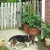 Howie is eying the patio tomato plant! Howie is eying the patio tomato plant!