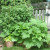 I am having trouble getting the entire raised bed in the photo! I am having trouble getting the entire raised bed in the photo!