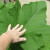 My hand, one squash plant leaf! My hand, one squash plant leaf!