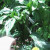 My decapitated pepper plant is surviving. New growth and new blossoms! Yea! My decapitated pepper plant is surviving. New growth and new blossoms! Yea!