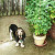 Howie waiting for a cherry tomato. Howie waiting for a cherry tomato.