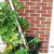 How NOT to stake a tomato plant! How NOT to stake a tomato plant!