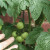 May 14th. I have one tomato that is turning red! May 14th. I have one tomato that is turning red!