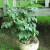 May 21st--I had to move the patio tomato because the roofers came. May 21st--I had to move the patio tomato because the roofers came.