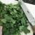 Chopping the optional cilantro for the guacamole