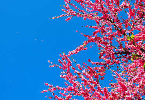 Cherry Blossoms Floating in the Wind, by ZSasaki/Flickr